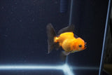 Baby Thai Oranda  Red Black 2.5 Inch (ID#1115ToPTA-30) Free2Day SHIPPING