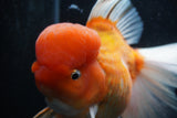 Giant Thai Oranda  Red White  7.5 Inch (ID#0110T13a-110)