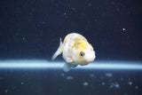 Baby Ranchu  Calico 2.5 Inch (ID#913R9c-20) Free2Day SHIPPING