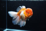 Giant Thai Oranda  Red White  7.5 Inch (ID#0110T13a-110)