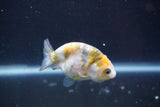 Baby Ranchu  Calico 2.5 Inch (ID#913R9c-20) Free2Day SHIPPING