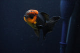 Juvenile Thai Oranda  Red Black 3.5 Inch (ID#1025To13b-90) Free2Day SHIPPING