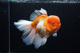 Giant Thai Oranda  Red White  7.5 Inch (ID#0110T13a-110)