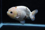 Milk Cow Ranchu  Calico 4.5 Inch (ID#207R10c-87) Free2Day SHIPPING
