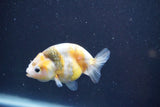 Baby Ranchu  Calico 2.5 Inch (ID#913R9c-20) Free2Day SHIPPING