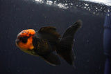 Juvenile Thai Oranda  Red Black 3.5 Inch (ID#1025To13b-90) Free2Day SHIPPING