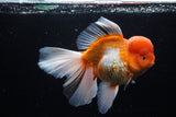 Giant Thai Oranda  Red White  7.5 Inch (ID#0110T13a-110)