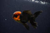 Juvenile Thai Oranda  Red Black 3.5 Inch (ID#1025To13b-90) Free2Day SHIPPING