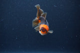 Baby Thai Oranda  Red Black 3 Inch (ID#1115ToPTA-31) Free2Day SHIPPING