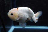 Milk Cow Ranchu  Calico 4.5 Inch (ID#207R10c-87) Free2Day SHIPPING