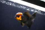 Juvenile Thai Oranda  Red Black 3.5 Inch (ID#1025To13b-90) Free2Day SHIPPING