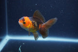 Baby Thai Oranda  Red Black 3 Inch (ID#1115ToPTA-31) Free2Day SHIPPING