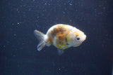 Baby Ranchu  Calico 3 Inch (ID#913R9c-21) Free2Day SHIPPING