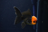 Juvenile Thai Oranda  Red Black 3.5 Inch (ID#1025To13b-90) Free2Day SHIPPING