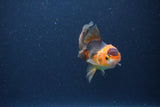 Baby Thai Oranda  Red Black 3 Inch (ID#1115ToPTA-31) Free2Day SHIPPING