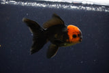 Juvenile Thai Oranda  Red Black 3.5 Inch (ID#1025To13b-90) Free2Day SHIPPING