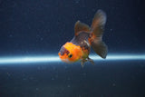 Baby Thai Oranda  Red Black 3 Inch (ID#1115ToPTA-31) Free2Day SHIPPING