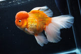 Giant Thai Oranda  Red White  7.5 Inch (ID#0110T13a-110)