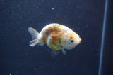 Baby Ranchu  Calico 3 Inch (ID#913R9c-21) Free2Day SHIPPING