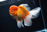 Giant Thai Oranda  Red White  7.5 Inch (ID#0110T13a-110)