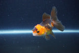 Baby Thai Oranda  Red Black 3 Inch (ID#1115ToPTA-31) Free2Day SHIPPING