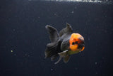 Juvenile Thai Oranda  Red Black 3.5 Inch (ID#1025To13b-90) Free2Day SHIPPING