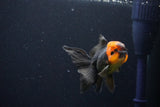 Juvenile Thai Oranda  Red Black 3.5 Inch (ID#1025To13b-90) Free2Day SHIPPING