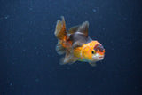 Baby Thai Oranda  Red Black 3 Inch (ID#1115ToPTA-31) Free2Day SHIPPING