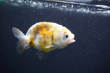 Baby Ranchu  Calico 3 Inch (ID#913R9c-21) Free2Day SHIPPING