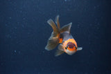 Baby Thai Oranda  Red Black 3 Inch (ID#1115ToPTA-31) Free2Day SHIPPING