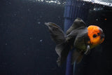 Juvenile Thai Oranda  Red Black 3.5 Inch (ID#1025To13b-90) Free2Day SHIPPING