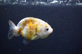 Baby Ranchu  Calico 3 Inch (ID#913R9c-21) Free2Day SHIPPING