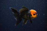 Juvenile Thai Oranda  Red Black 3.5 Inch (ID#1025To13b-90) Free2Day SHIPPING