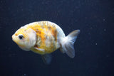 Baby Ranchu  Calico 3 Inch (ID#913R9c-21) Free2Day SHIPPING