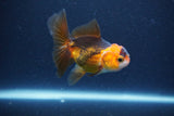 Baby Thai Oranda  Red Black 3 Inch (ID#1115ToPTA-31) Free2Day SHIPPING