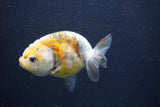 Baby Ranchu  Calico 3 Inch (ID#913R9c-21) Free2Day SHIPPING