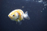 Baby Ranchu  Calico 3 Inch (ID#913R9c-21) Free2Day SHIPPING