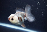 Juvenile Thai Oranda  Tricolor 3.5 Inch (ID#1025To13b-91) Free2Day SHIPPING