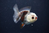 Juvenile Thai Oranda  Tricolor 3.5 Inch (ID#1025To13b-91) Free2Day SHIPPING