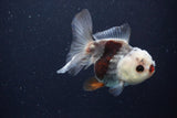 Juvenile Thai Oranda  Tricolor 3.5 Inch (ID#1025To13b-91) Free2Day SHIPPING