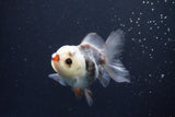 Juvenile Thai Oranda  Tricolor 3.5 Inch (ID#1025To13b-91) Free2Day SHIPPING