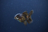 Baby Thai Oranda  Panda 2 Inch (ID#1115ToPTA-32) Free2Day SHIPPING