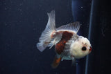 Juvenile Thai Oranda  Tricolor 3.5 Inch (ID#1025To13b-91) Free2Day SHIPPING