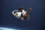 Baby Thai Oranda  Panda 2.5 Inch (ID#1115ToPTA-33) Free2Day SHIPPING