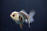 Juvenile Thai Oranda  Tricolor 3.5 Inch (ID#1025To13b-91) Free2Day SHIPPING