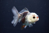 Juvenile Thai Oranda  Tricolor 3.5 Inch (ID#1025To13b-91) Free2Day SHIPPING