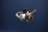 Baby Thai Oranda  Panda 2.5 Inch (ID#1115ToPTA-33) Free2Day SHIPPING