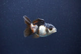 Baby Thai Oranda  Panda 2.5 Inch (ID#1115ToPTA-33) Free2Day SHIPPING