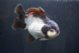 Short Body Thai Oranda  Panda 5 Inch (ID#917To14a-85) Free2Day SHIPPING