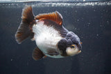 Short Body Thai Oranda  Panda 5 Inch (ID#917To14a-85) Free2Day SHIPPING Please see notes